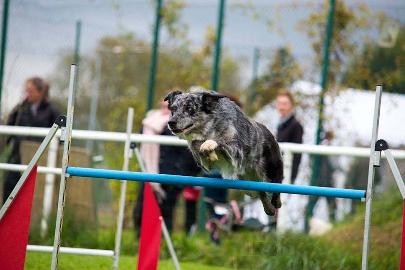 Club Canin AC91 - photo 2