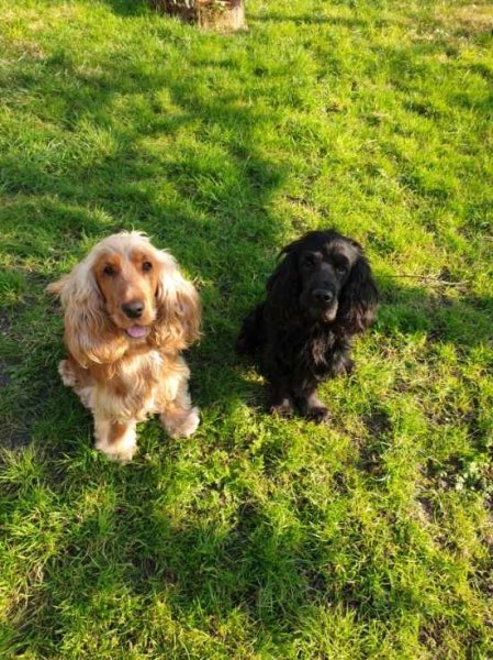 Karine Bigot (forestier) – Éducateur canin et comportementaliste à domicile (95 / 60)