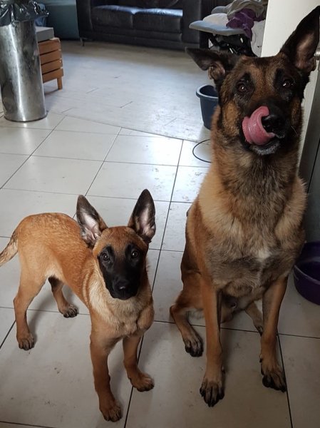 Karine Bigot (forestier) – Éducateur canin et comportementaliste à domicile (95 / 60) - photo 3