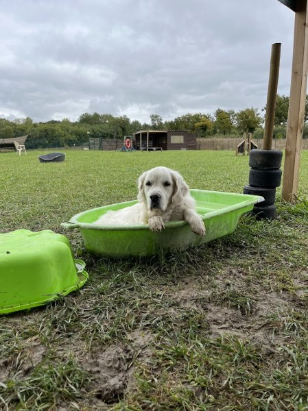Aux Chiens Perchés 51 - photo 2