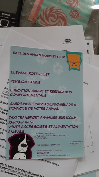 EDUCATION CANINE AULANYSIENNE - photo 1