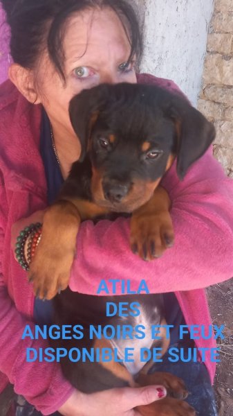 EDUCATION CANINE AULANYSIENNE - photo 2