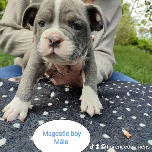 EDUCATION CANINE AULANYSIENNE - photo 3