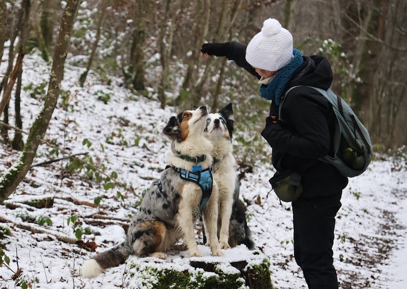 Lucie - éduc'canine
