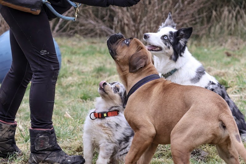 Lucie - éduc'canine - photo 2