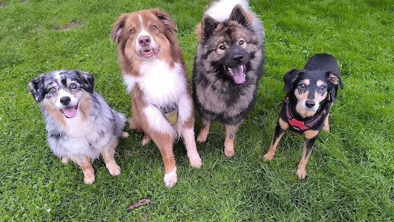 Émotions Canines - Éducateur Comportementaliste Canin