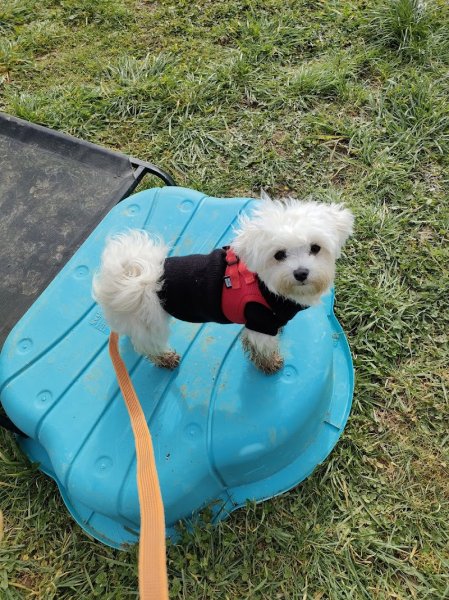 Émotions Canines - Éducateur Comportementaliste Canin - photo 2