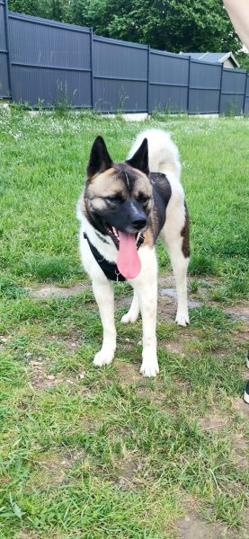 Émotions Canines - Éducateur Comportementaliste Canin - photo 3