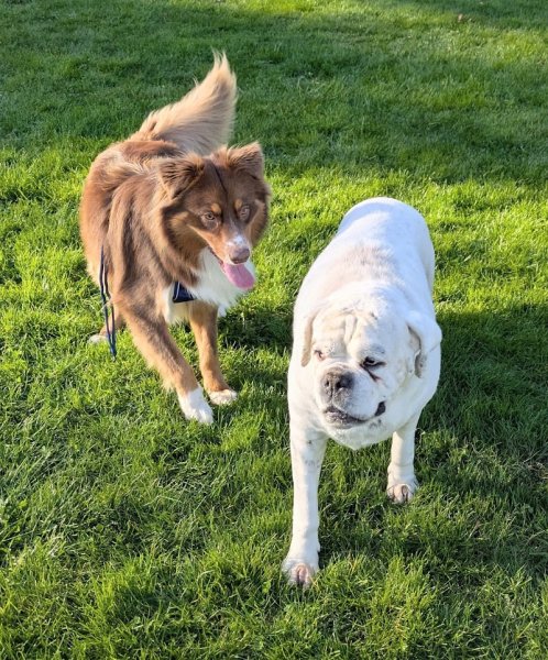 OzEduc - Educateur comportementaliste canin - photo 2