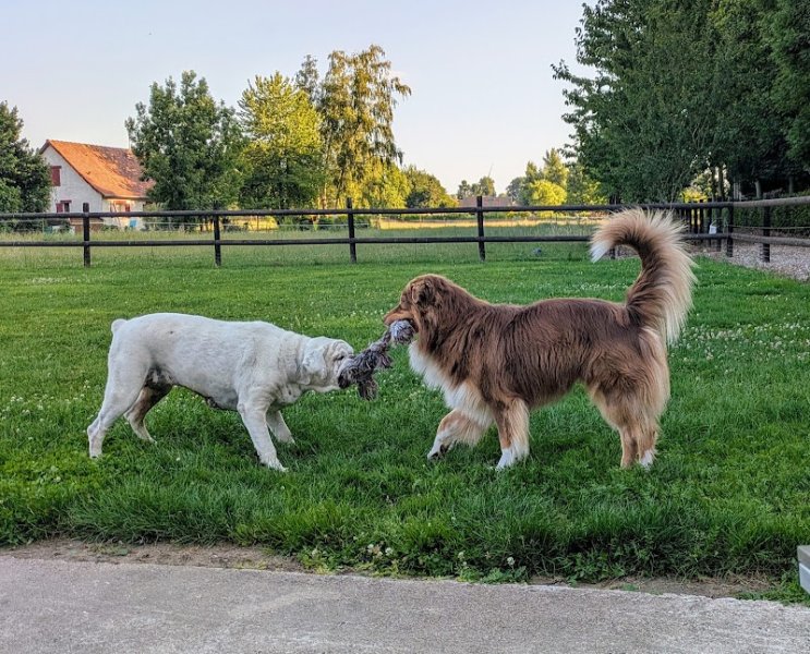 OzEduc - Educateur comportementaliste canin - photo 3