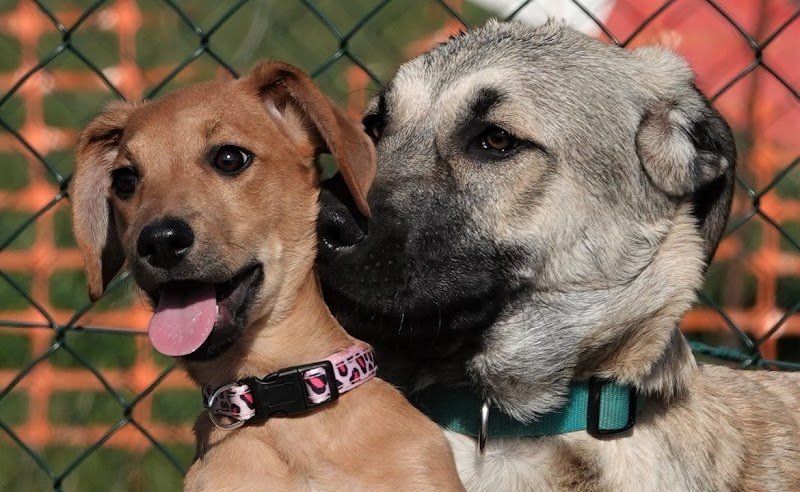 Club Cynophile du Toulois - Club Canin Toul