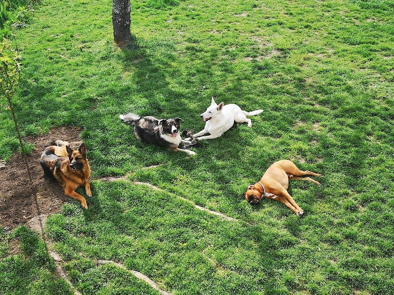 dog company 77 - éducateur comportementaliste canin