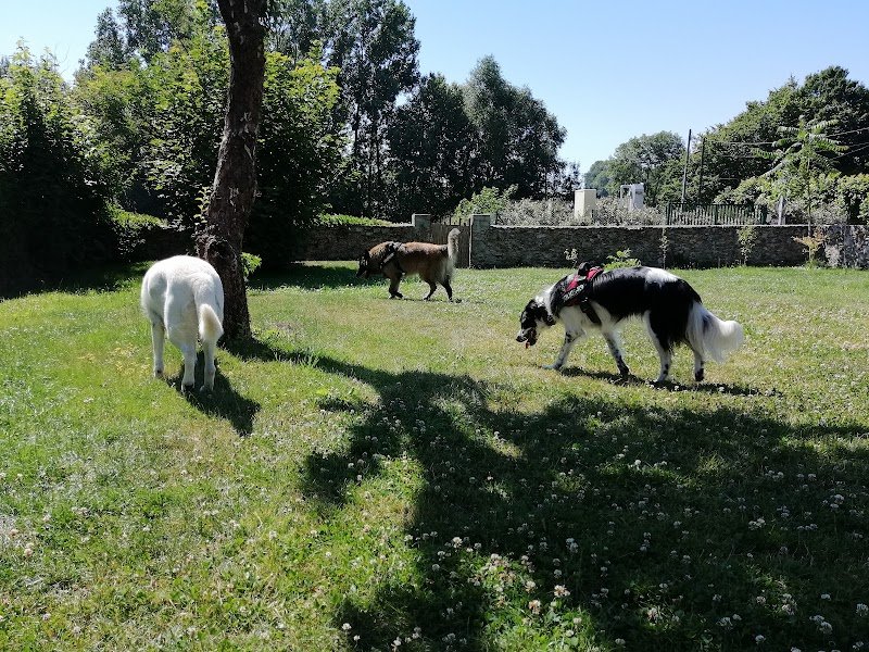 dog company 77 - éducateur comportementaliste canin - photo 2