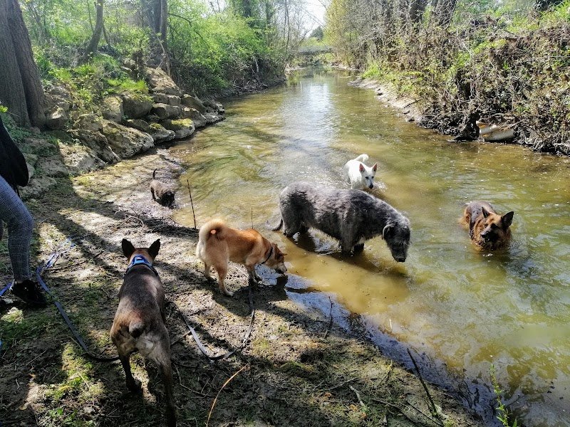 dog company 77 - éducateur comportementaliste canin - photo 3