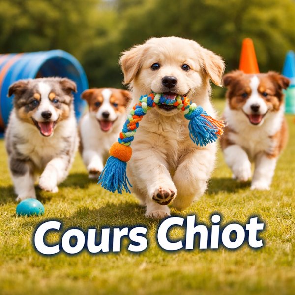 School Dog 60 / Centre Canin /Oise/ Tous chiens / Cours chiots - photo 1