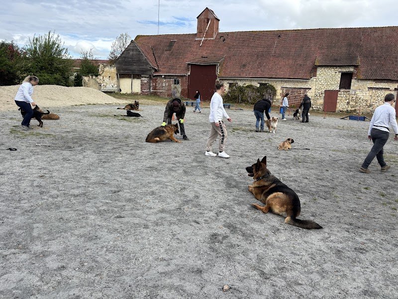 School Dog 60 / Centre Canin /Oise/ Tous chiens / Cours chiots - photo 3