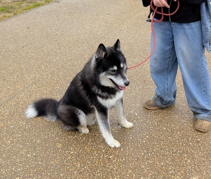 Saint Quentin Éducation canine - photo 2