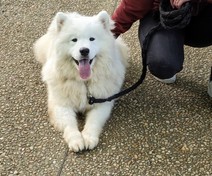Saint Quentin Éducation canine - photo 3
