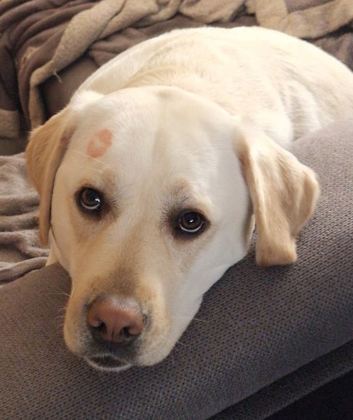 Beaba canin - photo 1