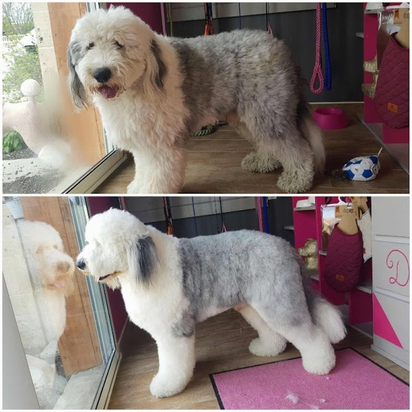 Doghoff'Natural - photo 2