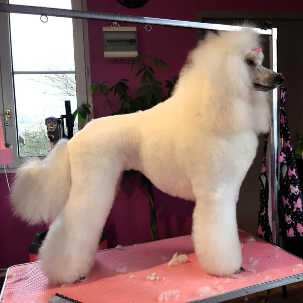 Doghoff'Natural - photo 3