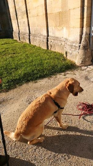 Secret Canin - photo 2