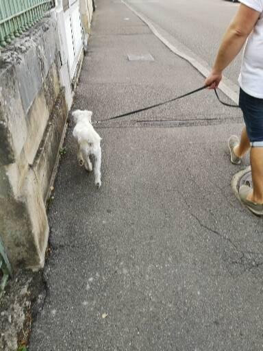 Secret Canin - photo 3