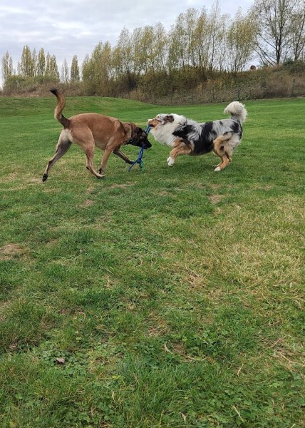 Centre canin Decript'dog – Educateur et comportementaliste canin à Merville - photo 2