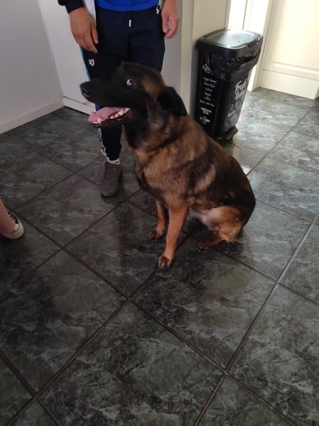 Centre canin Decript'dog – Educateur et comportementaliste canin à Merville - photo 3