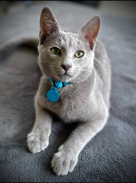 Domaine du grand loup Elevage félin/Canin