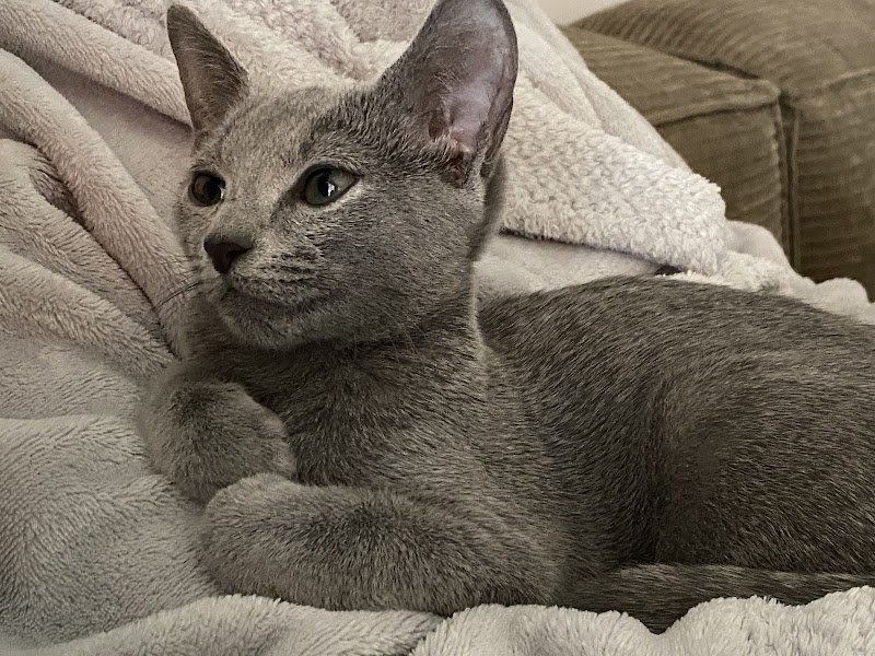 Domaine du grand loup Elevage félin/Canin - photo 2