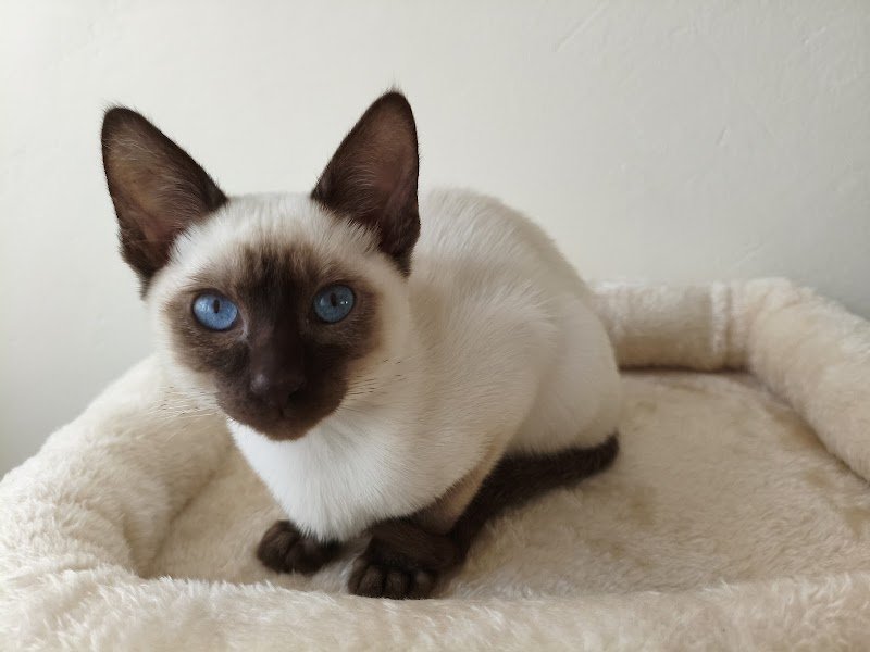 Domaine du grand loup Elevage félin/Canin - photo 3