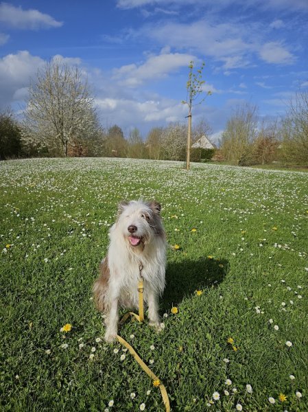 Educateur canin "Humeurs de chien" - photo 2