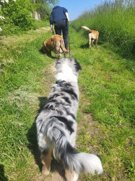 Educateur canin "Humeurs de chien" - photo 3