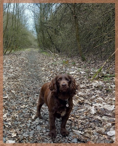 Chemin Canin - photo 1