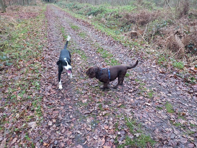 Chemin Canin - photo 2