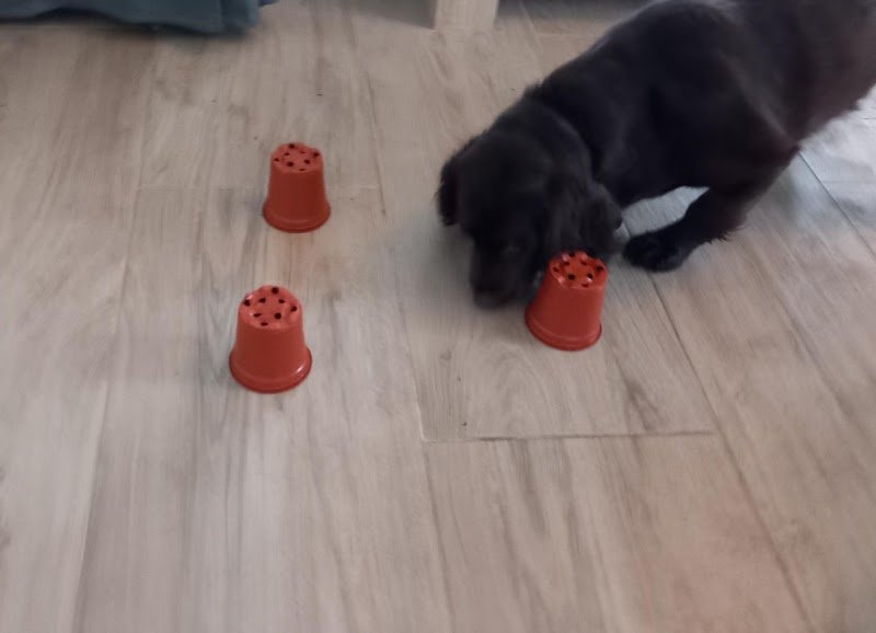 Chemin Canin - photo 3