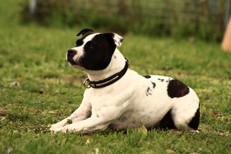 Club Canin de Pont à Mousson - photo 1