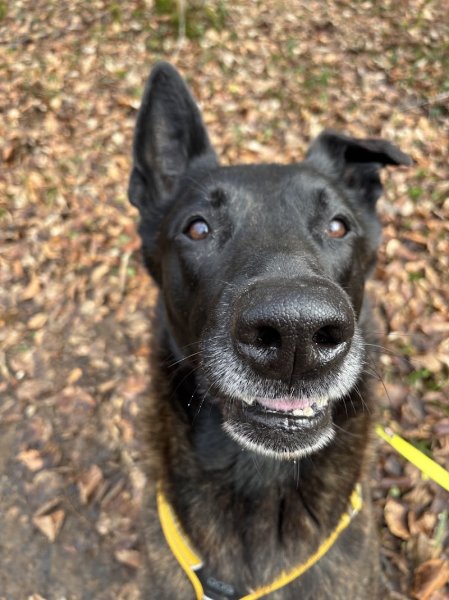 Taï'chien, Educateur canin et comportementaliste