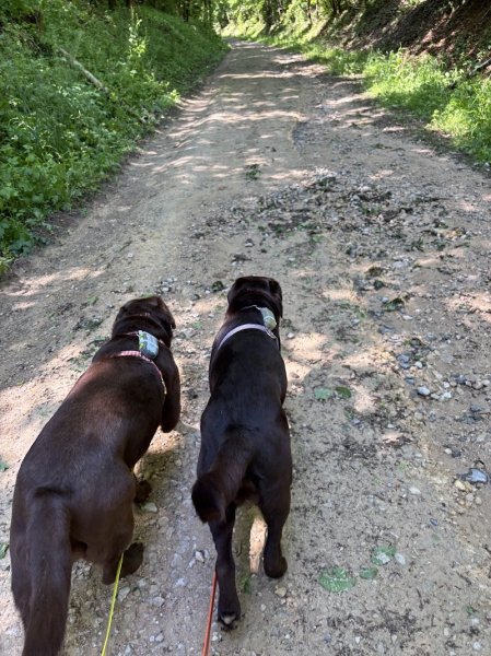 Taï'chien, Educateur canin et comportementaliste - photo 2