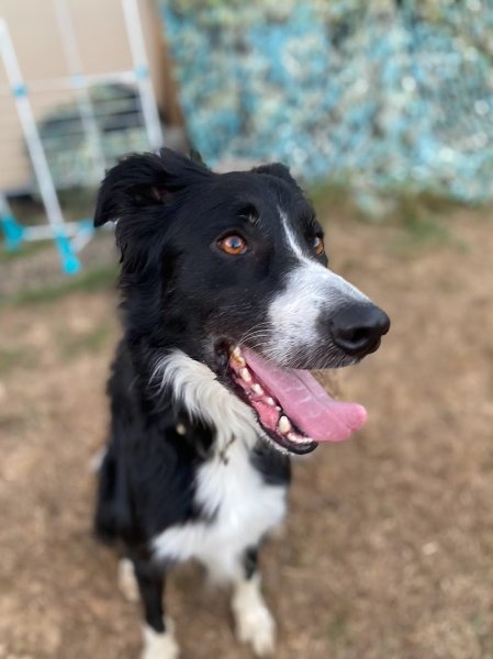 Taï'chien, Educateur canin et comportementaliste - photo 3