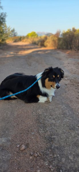 Ecoute Ton Chien - photo 2