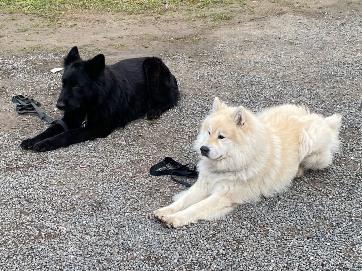 Ecoute Ton Chien - photo 3