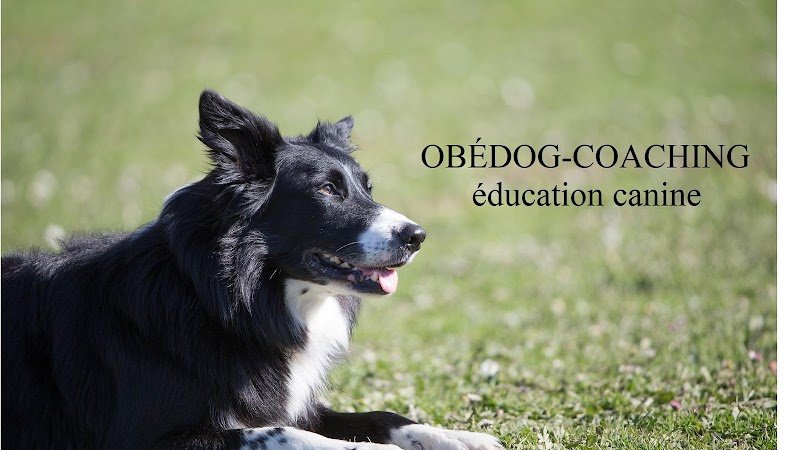 Obédog coaching - photo 1