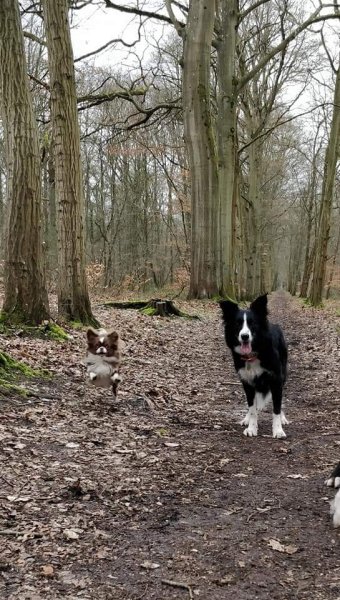 Obédog coaching - photo 2