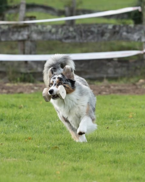 Obédog coaching - photo 3