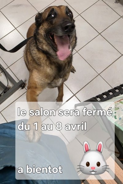 Toilettage canin "Jolie truffe"