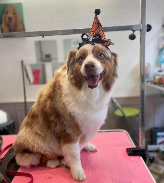 Toilettage canin "Jolie truffe" - photo 2