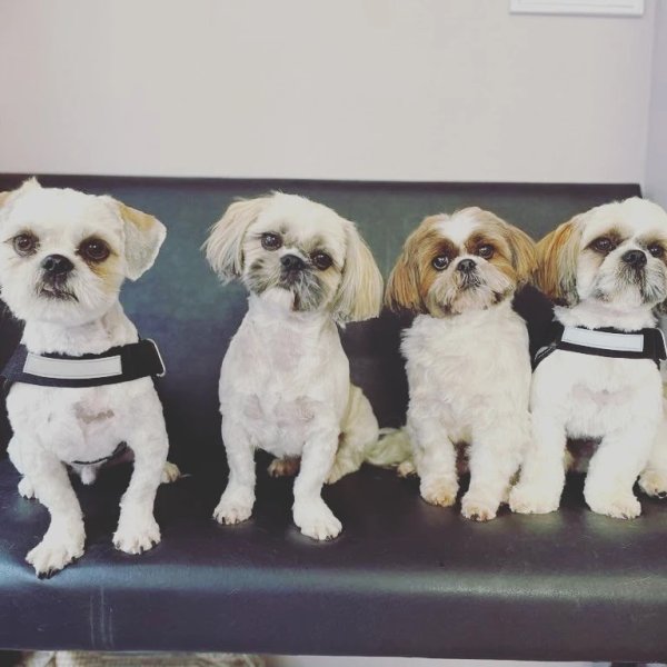 Toilettage canin "Jolie truffe" - photo 3