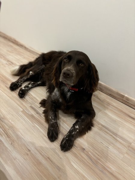 TRESOR CANIN - photo 2